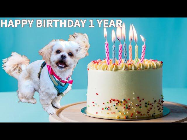 Phoebe the Maltese Dog's Birthday Bash: Funny Maltese Dog Videos & Pictures!