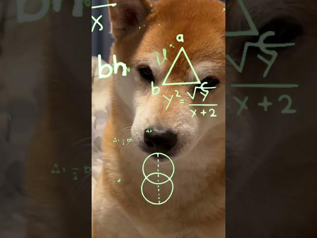 Seeing If my Shiba is Smart or Dumb