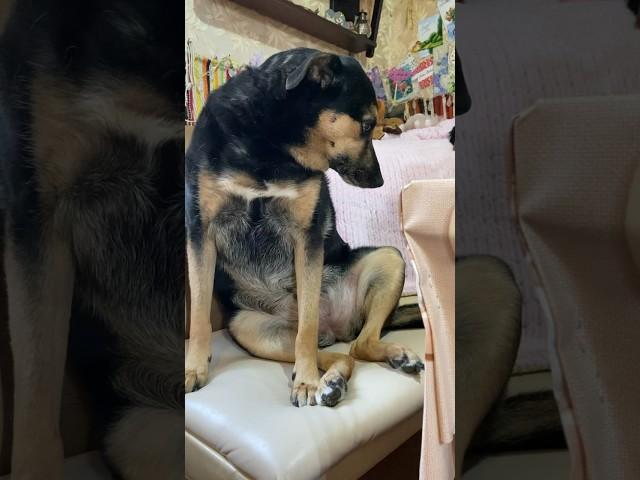 Люсе не дали шоколадку‍️ Обида вечная #собака #моясобака #собаки #люся