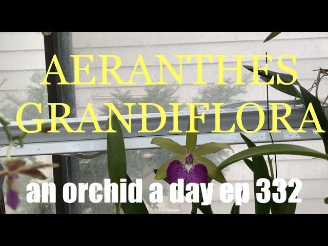 AN ORCHID A DAY EPISODE 332  AERANTHES grandiflora #orchidgreenhouse