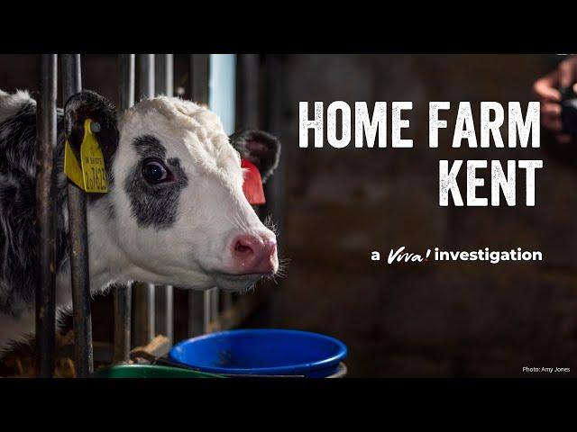 Home Farm - The True Cost of Dairy