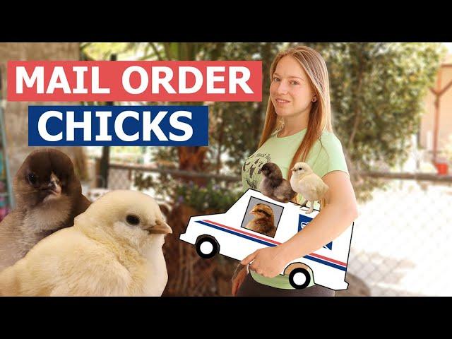 Baby Chick Brooder Setup - 5 THINGS YOU NEED When Getting Chicks In The Mail