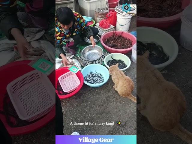 This Orange Cat Just Claimed His Fish Market Throne  So Boss #catsofyoutube #funnycat #fishmarket