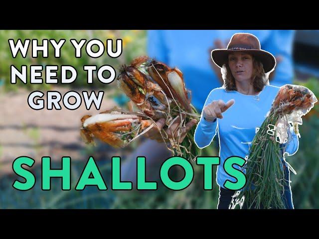 Tips for Planting, Harvesting & Eating Shallots