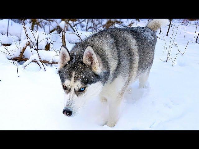 Winter Off Leash Hiking with a Husky