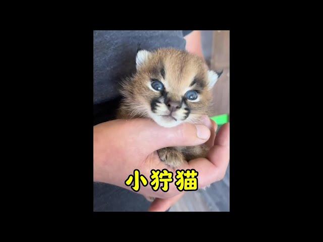 兇巴巴的小貓咪#獰貓#野生動物