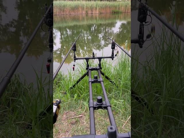 Carp run #carpfishinglife #fishing #carprun #fishinglife #carpfishing #fish #karpfen