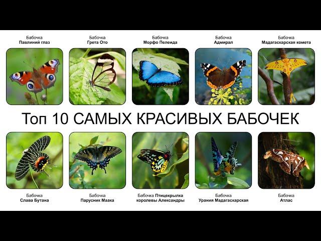 Топ 10 САМЫХ КРАСИВЫХ БАБОЧЕК