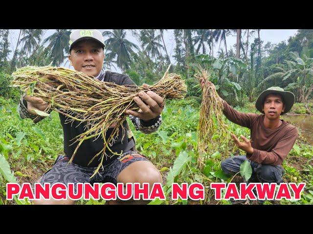 Pangunguha ng Masarap na Takway or tangway Libreng pagkain sa kagubatan Nagpambagat kami ni pinsan