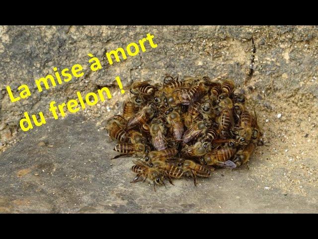 Mise à mort du frelon asiatique par les abeilles