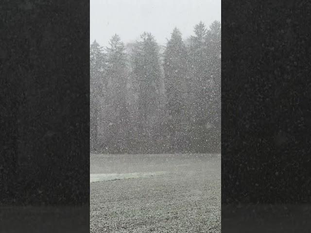 Brace yourself, Winter is here, the first snow.. #shorts #hd