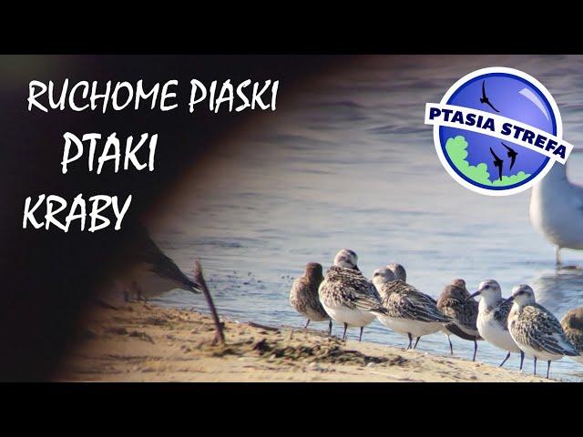 Ptaki, kraby i ruchome piaski…