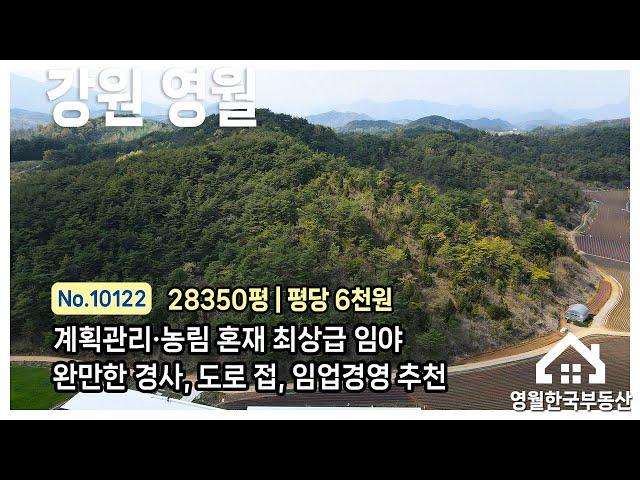 [영월임야] 한반도면 접근성 좋은 임야 매매, 경사 완만한 최상급 임야(9.37ha), 일부 계획관리 포함, 도로 접, 임업인 산림경영 강력추천! 영월임야매매 #영월한국부동산