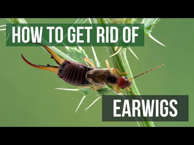 How to Get Rid of Earwigs (4 Easy Steps)