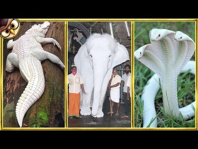 35 Albino Animals That Were Only Seen Once