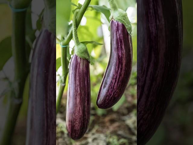 AMEZING GRAFTING TECHNIQUES EGGPLANT | How to grafting eggplant | eggplant grafting #shorts