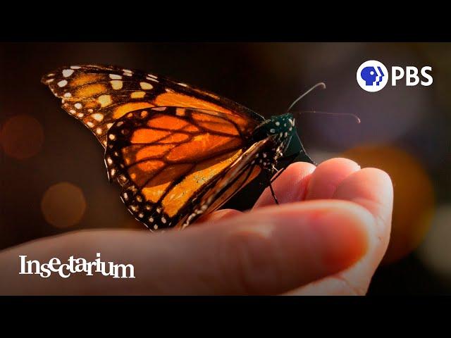 Butterfly Effect: Can Monarchs Avoid Extinction?