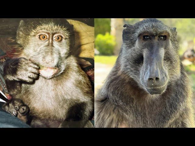 The Life Story of Cindy The Baboon