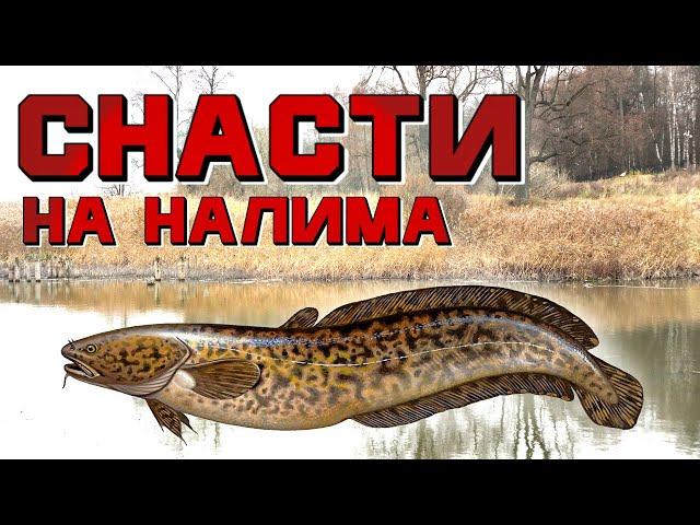 Лучшие снасти для ловли налима! Как и на что ловить налима?