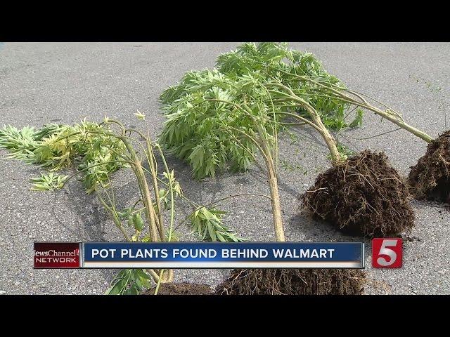 Weed Plants Found Growing Behind Local Walmart