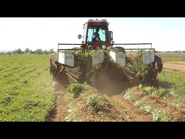 Peanut Harvesting in Southwest Oklahoma