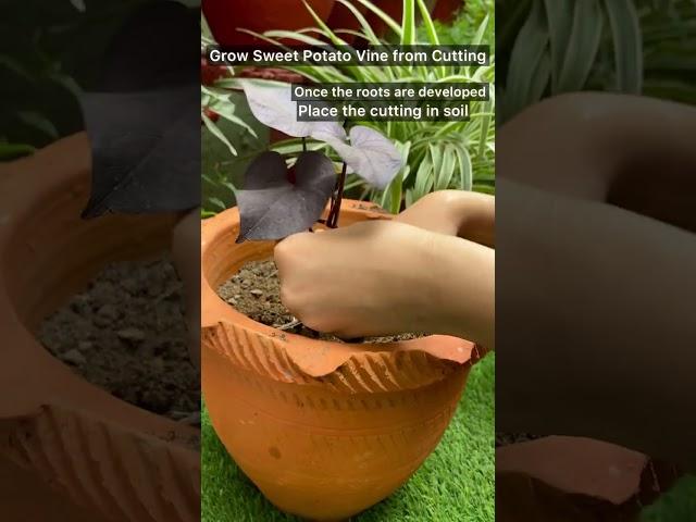Easy way to grow Sweet Potato Vine from Cuttings with update #shorts #gardening