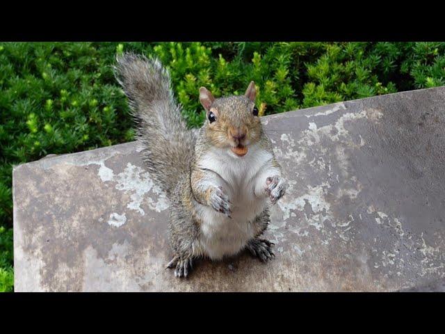 Squirrel uses her cuteness to get what she wants