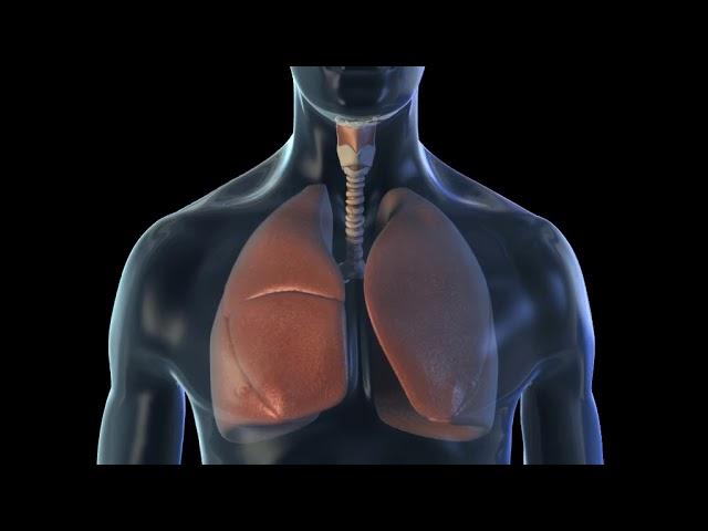 Animation of lungs