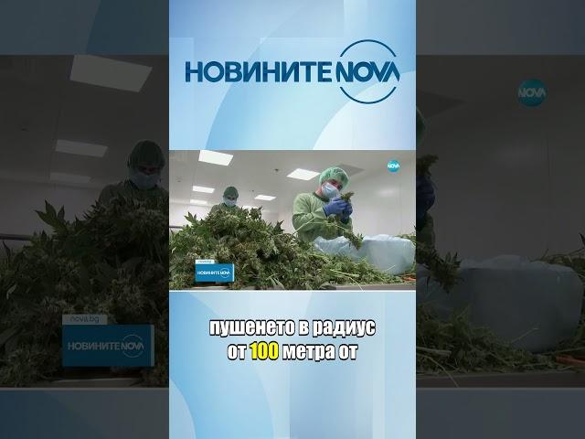 Германия легализира канабиса за развлекателни цели  #novinitenanova