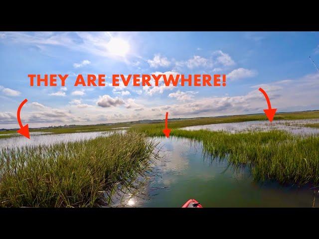 Tailing Redfish on the Chesapeake Bay - Shallow Inshore Marsh Fishing