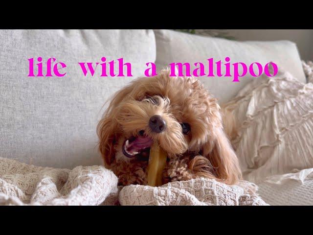 Life with a Maltipoo  Weekend vlog 