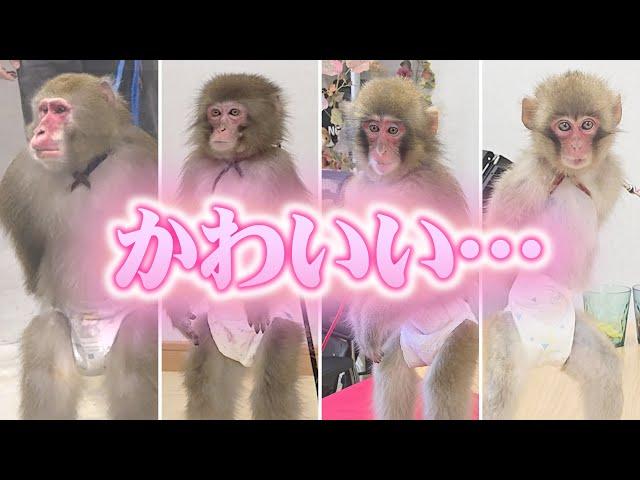 日本で唯一のお猿さんファミリーが超カワイイ。。。