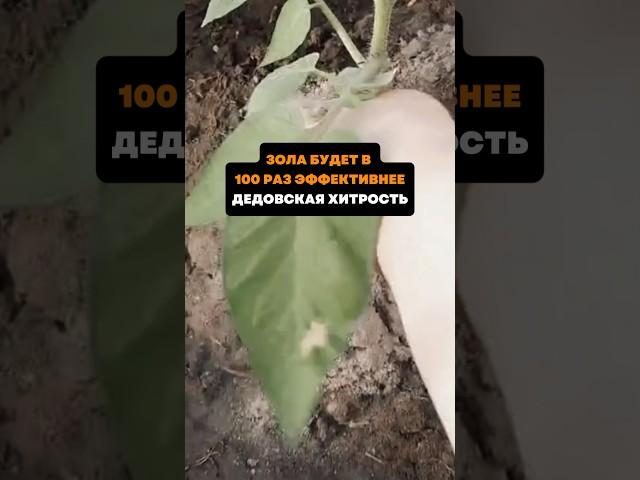 Зола будет в 100 раз эффективнее.Дедовская хитрость#дача#сад