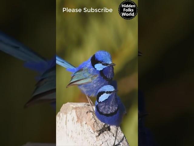 #SplendidFairywrens