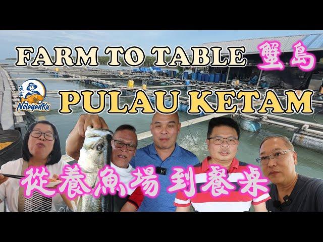 Pulau Ketam fish farm tour | 从养鱼场到餐桌 | FROM FARM TO TABLE | DTS GROUP | FISH PROCESSING | NELAYANKU