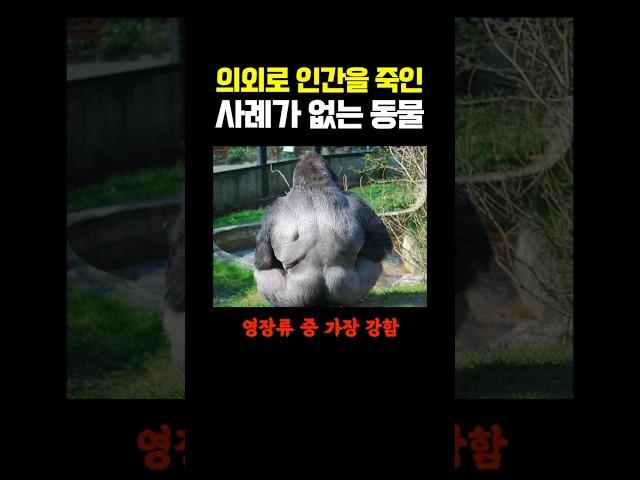 의외로 인간을 죽인 사례가 없는 동물