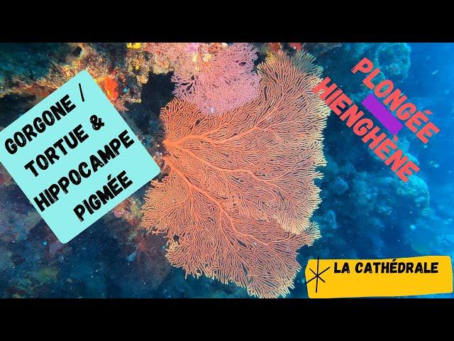 Plongée Nouvelle Calédonie - Hienghène "La Cathédrale" / Gorgone / Hippocampe pygmée