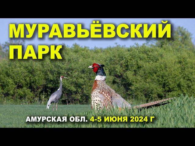 Муравьёвский парк. Крик фазана. 1/3. 4-5 июня 2024 г.