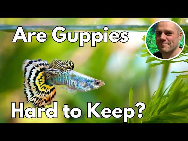 Are Guppies Hard To Keep? HOW TO SET YOUR GUPPY TANK UP FOR SUCCESS!