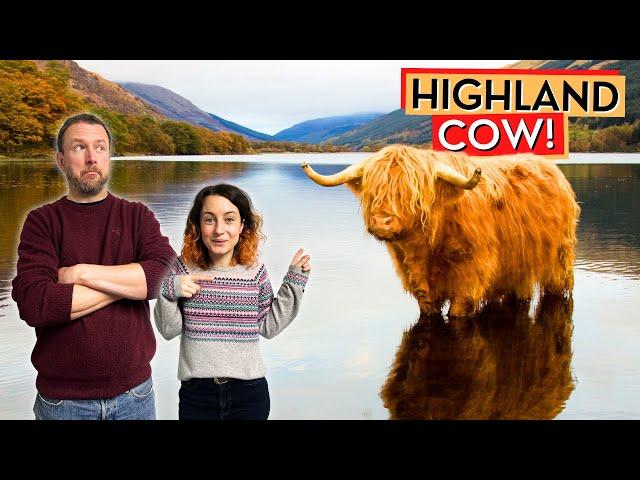 Highland Cows In Our Glen! Life In Our Cottage On The Isle Of Skye - Scottish Highlands - Ep86