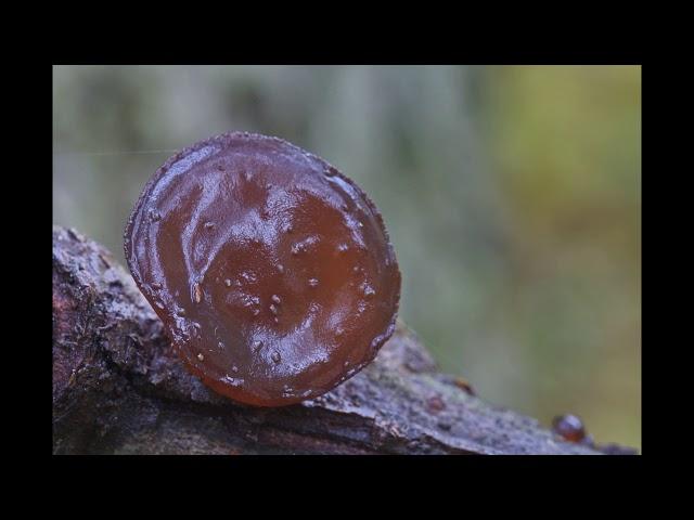 Exidia recisa
