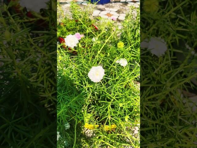 Why your Portulaca isn’t blooming? Try pruning! ️#flowers #plantlover #terracegarden #viralvideo