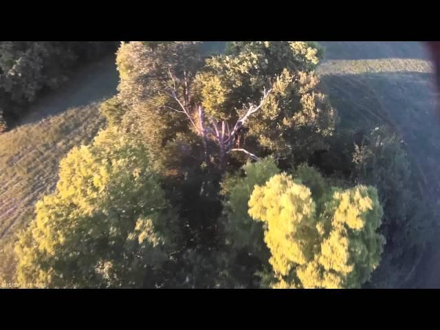 The Trees and the Sun