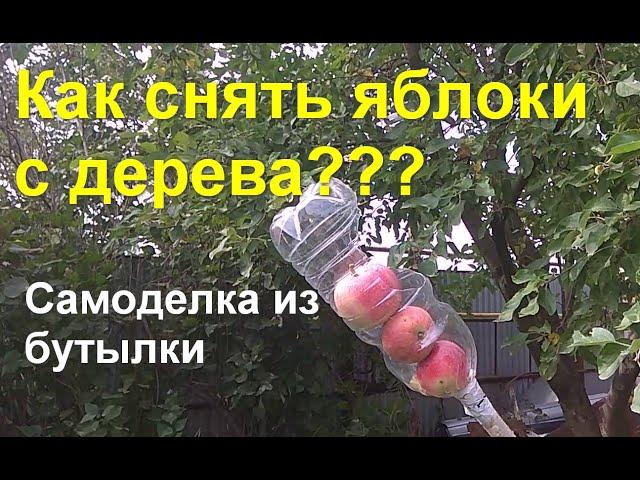 Как сделать ПЛОДОСБОРНИК для яблок из бутылки. Два варианта и недостатки конструкции.