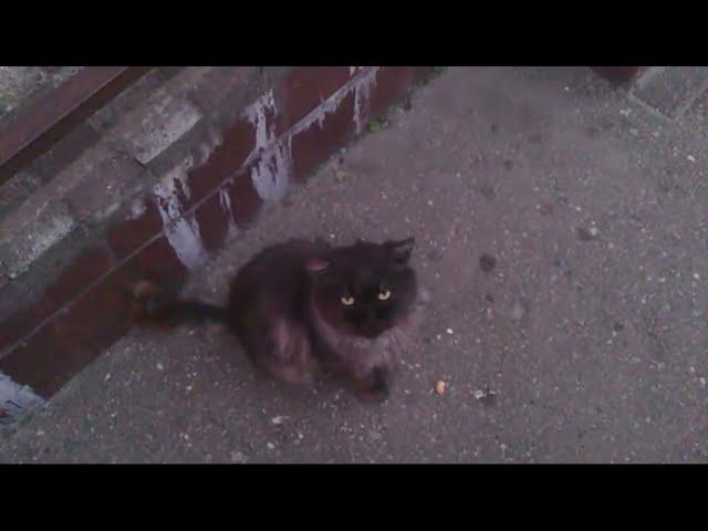 Котик В Тумане #cat