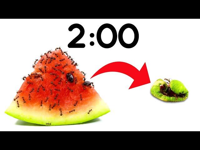 2 Minute Timer [ANTS vs WATERMELON] 