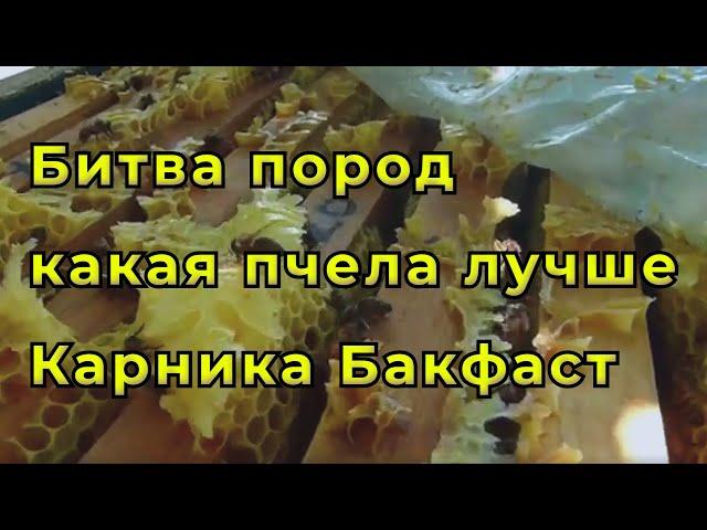 Основное отличие пчел породы карника от бакфаста.