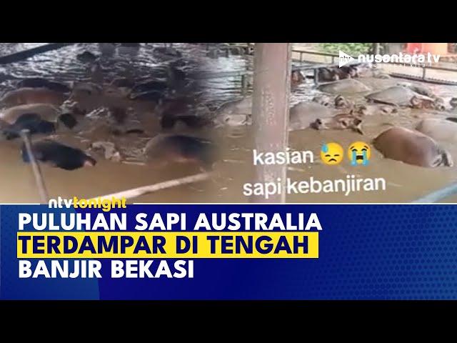 40 Sapi Australia Terendam Banjir di Bekasi! Kondisinya Bikin Miris | NTV TONIGHT