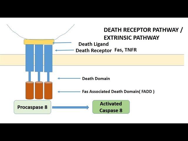 APOPTOSIS PART 1: Definition, Causes & Mechanism/Pathways