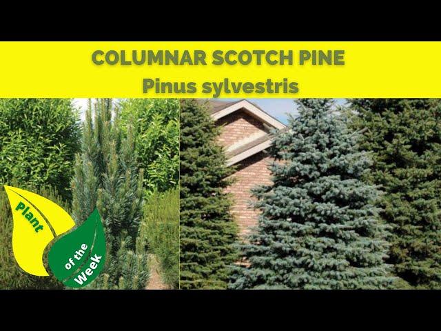 COLUMNAR SCOTCH PINE | Pinus sylvestris